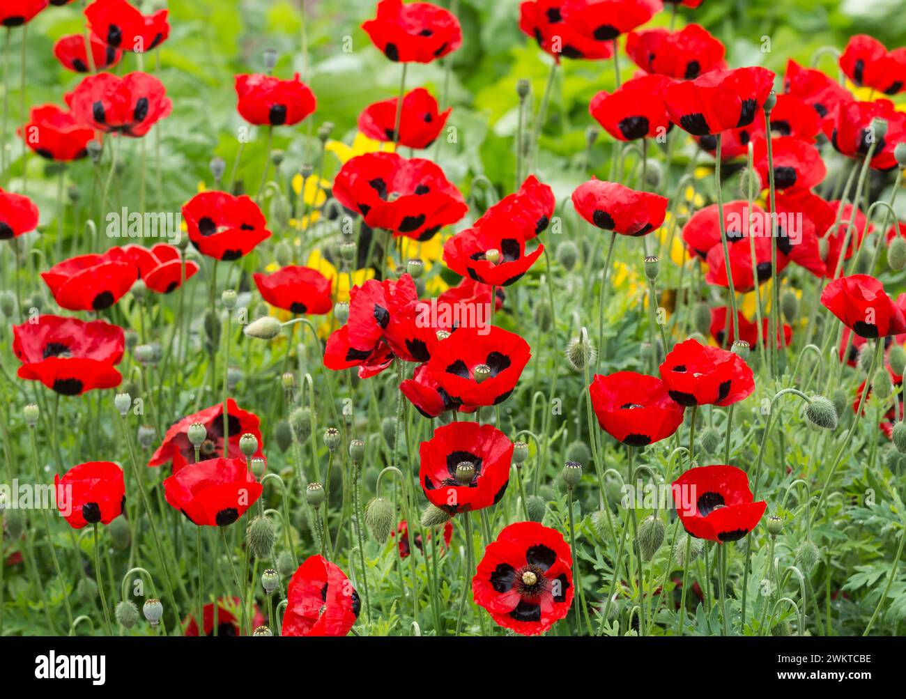 Papaver commutatum ladybird, in fiore al confine con un giardino, luglio Foto Stock