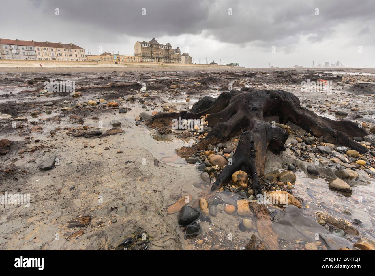 La bestia della tempesta orientale ha perlustrato questa spiaggia e rimosso la sabbia esponendo una foresta pietrificata che è un residuo dell'ultima era glaciale 7.000 anni fa, Red Foto Stock