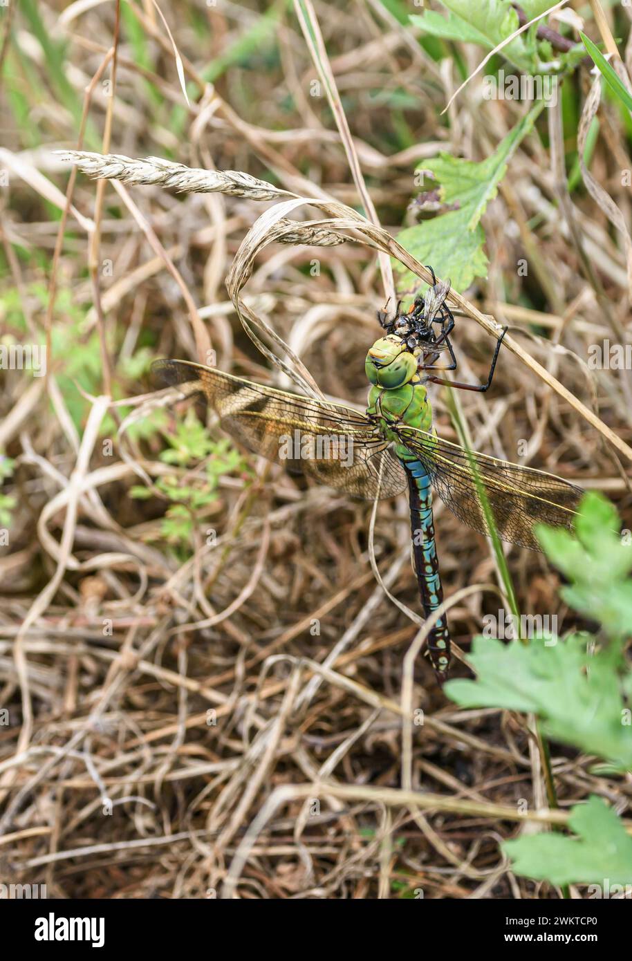 Imperatore Dragonfly Anax imperatore, donna aggrappata a un gambo d'erba per nutrirsi del bombi dalla coda rossa che ha appena catturato in volo, brughiera, Norfolk, Foto Stock
