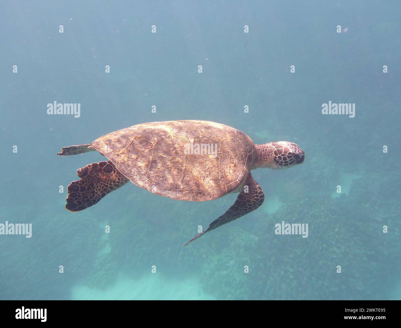 Nuotare con le tartarughe alle Hawaii, Stati Uniti Foto Stock