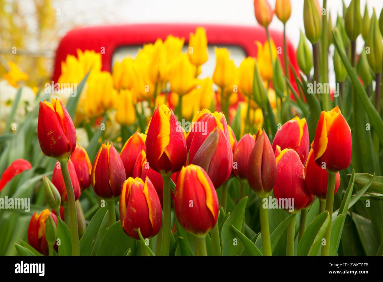 I tulipani, scarpe di legno lampadina Co., Clackamas County, Oregon Foto Stock