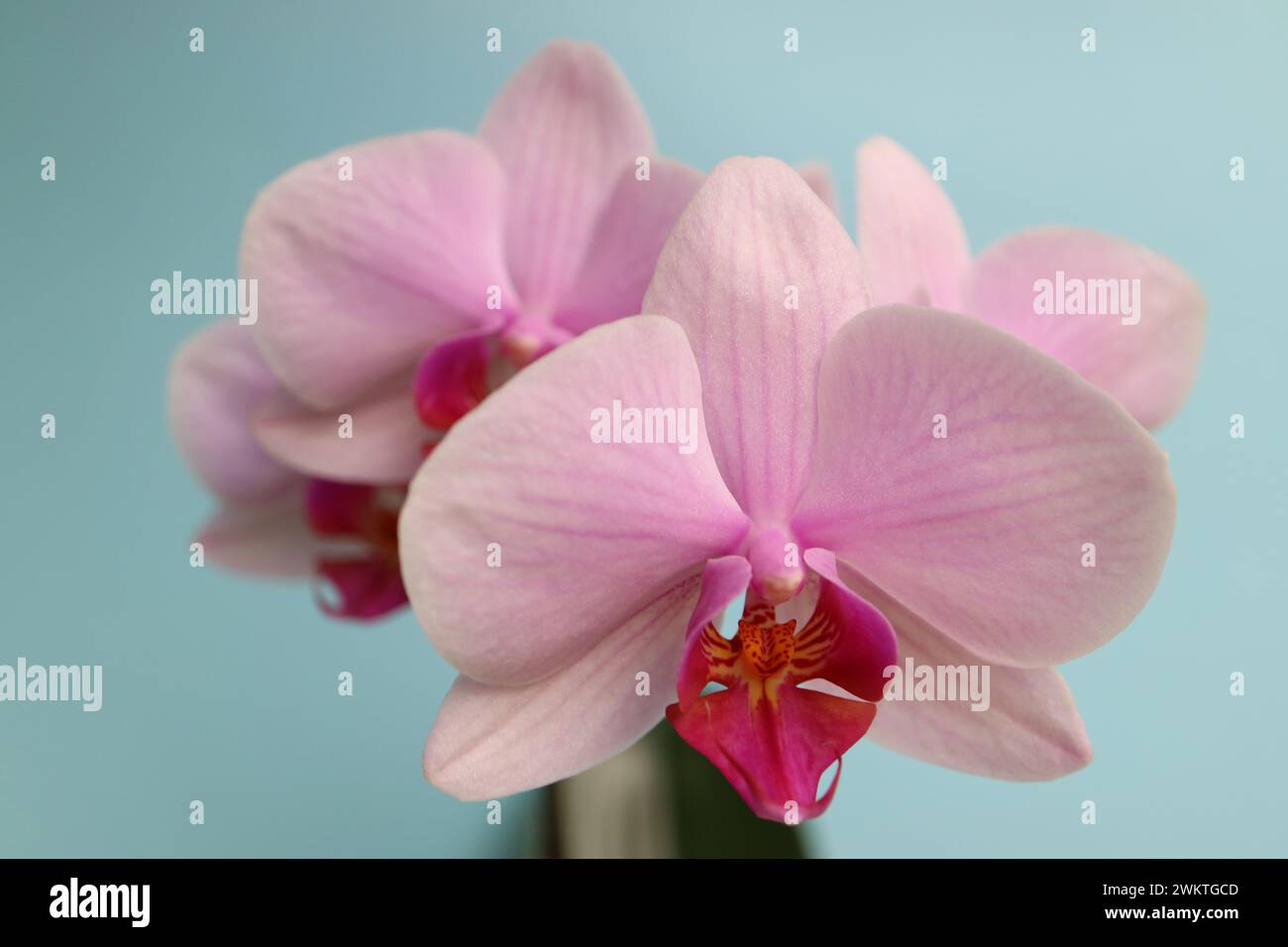Orchidea rosa con delicati petali su sfondo blu, orchidea rosa con motivi macro, testa di fiori, bellezza in natura, fiore esotico, foto floreali Foto Stock