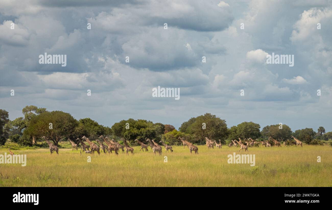 Una grande mandria di giraffa Masai in praterie aperte nel Parco Nazionale di Mikumi, nel sud della Tanzania. La giraffa Masai è elencata come minacciata. Foto Stock