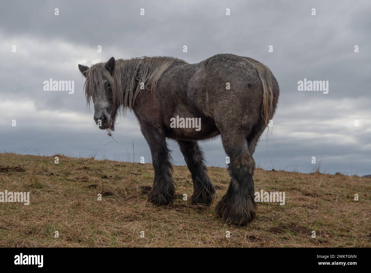 Cavallo da tiro nel pascolo Foto Stock