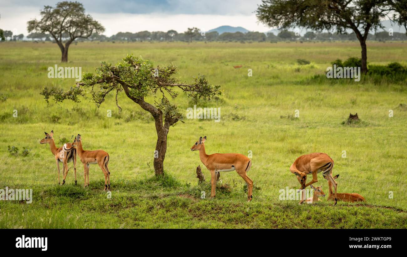 Un gruppo di impala femminile (aepyceros melampus) accanto a un cespuglio di accacia Parco Nazionale Mikumi nel sud della Tanzania. Foto Stock