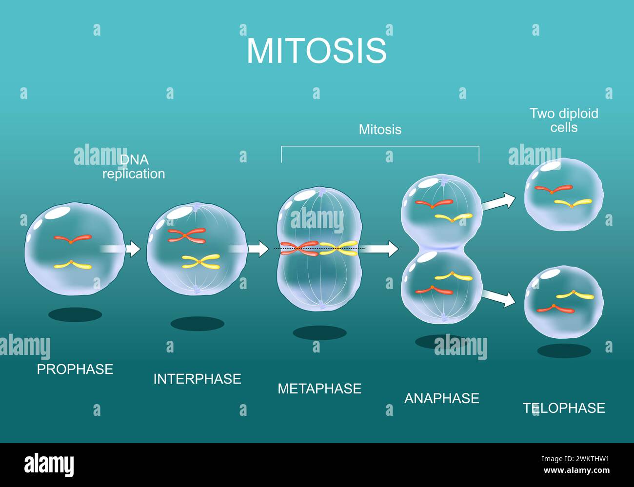 Fasi della mitosi dall'interfase, profase e prometafase alla metafasi, all'anafasi e alla telofase. Divisione cellulare. Ciclo di vita delle cellule. Illustrazione vettoriale. Illustrazione Vettoriale