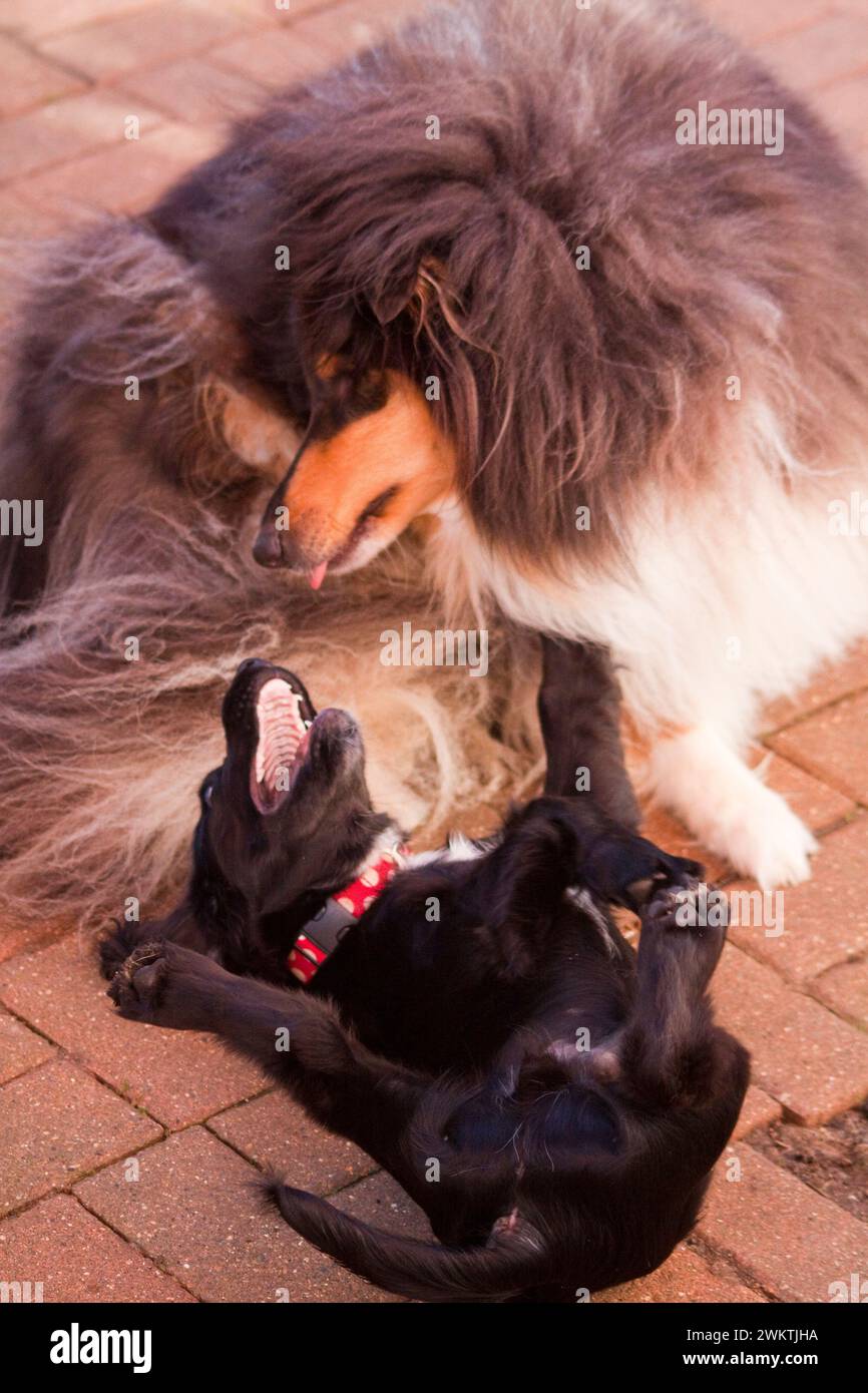 Il cucciolo Cocker Spaniel e Lassie Collie giocano su Patio Foto Stock