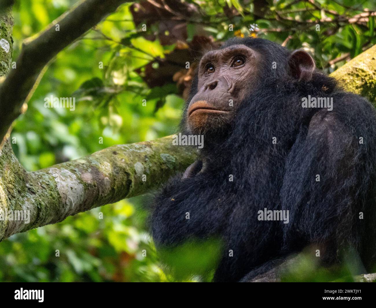 Scimpanzé nella gola di Kyambura, nella parte orientale del Parco Nazionale della Regina Elisabetta in Uganda. Foto Stock