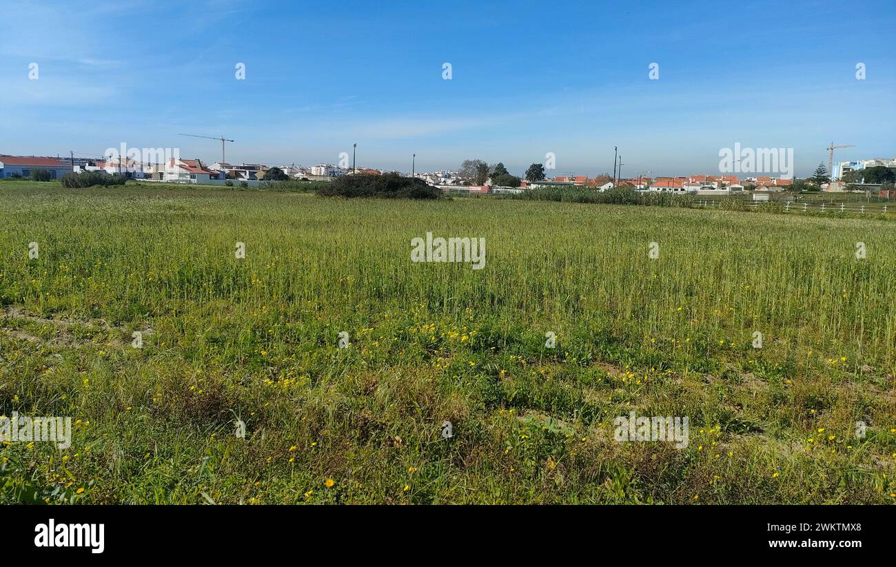 Un vasto campo con alberi e edifici lontani sullo sfondo Foto Stock