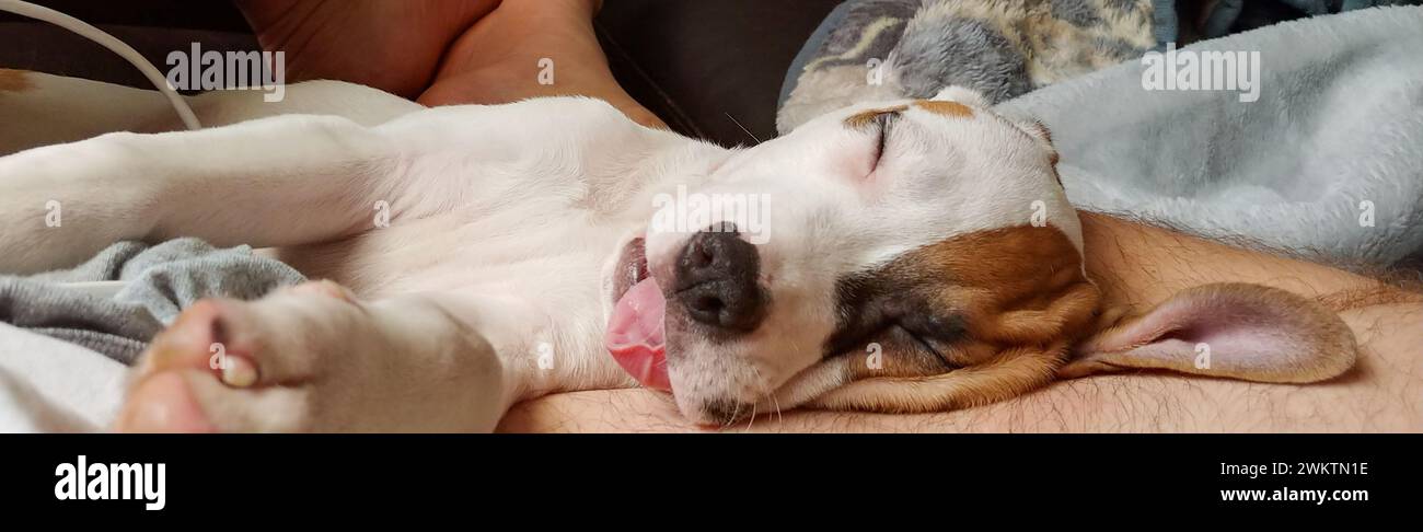 adorabile cane da cucciolo di razza mista bianco e marrone, pit bull terrier, suona addormentato con la lingua fuori e le gambe allungate. occhi chiusi. sulla gamba dei proprietari Foto Stock
