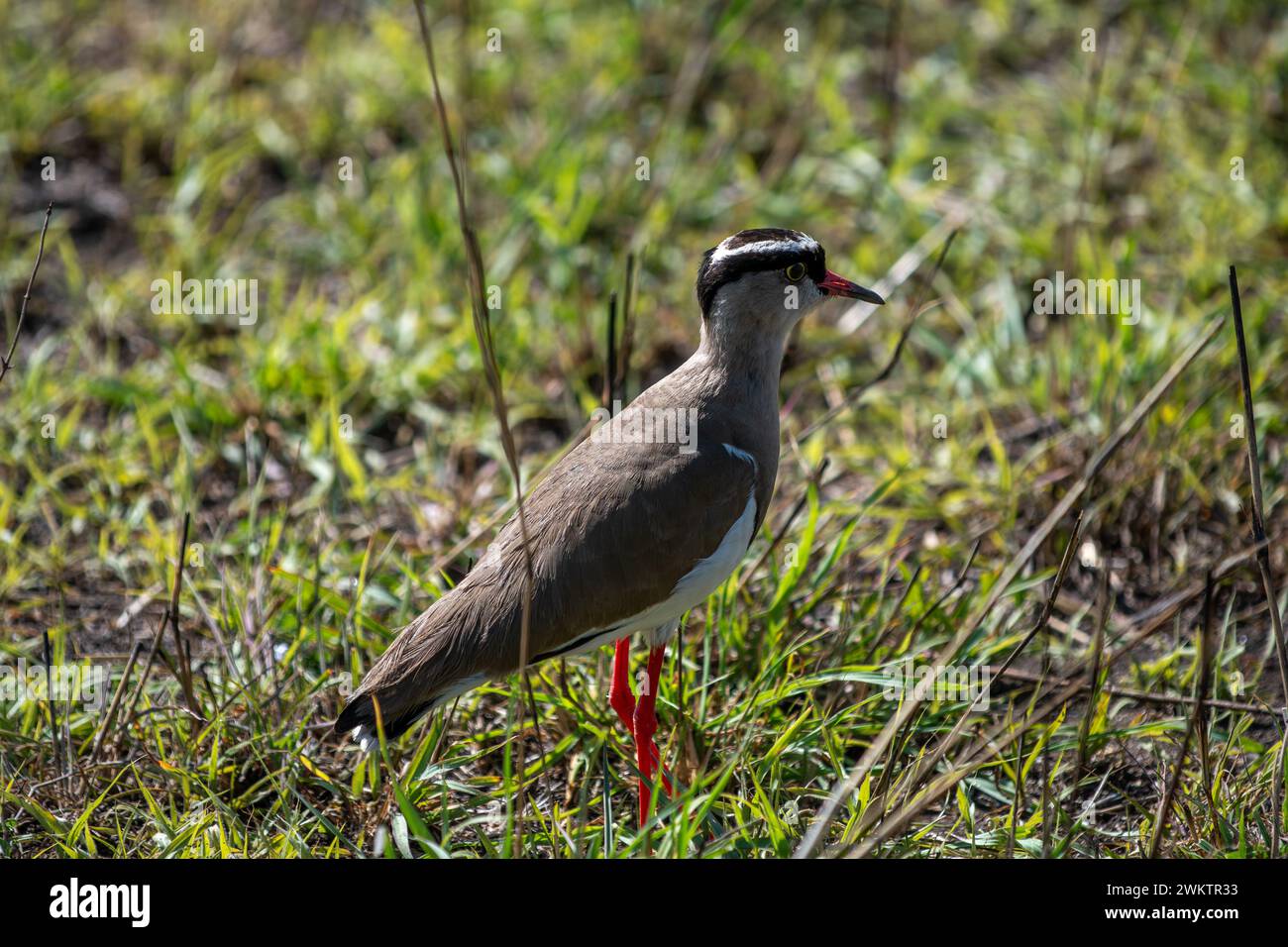 Incoronata lapating su savannah Foto Stock