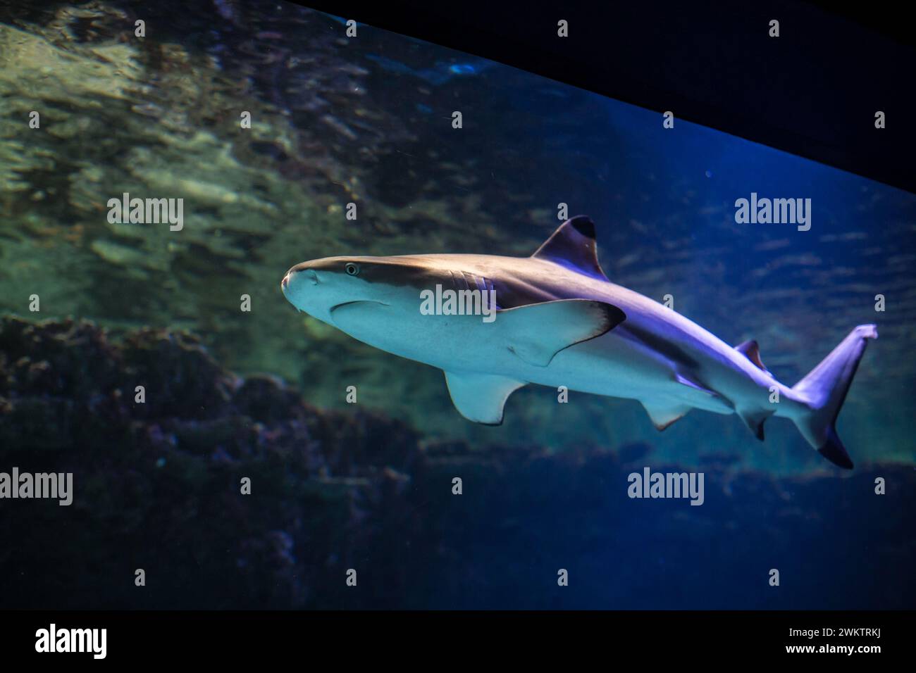 Blacktip Shark Reef (Carcharhinus melanopterus) Foto Stock