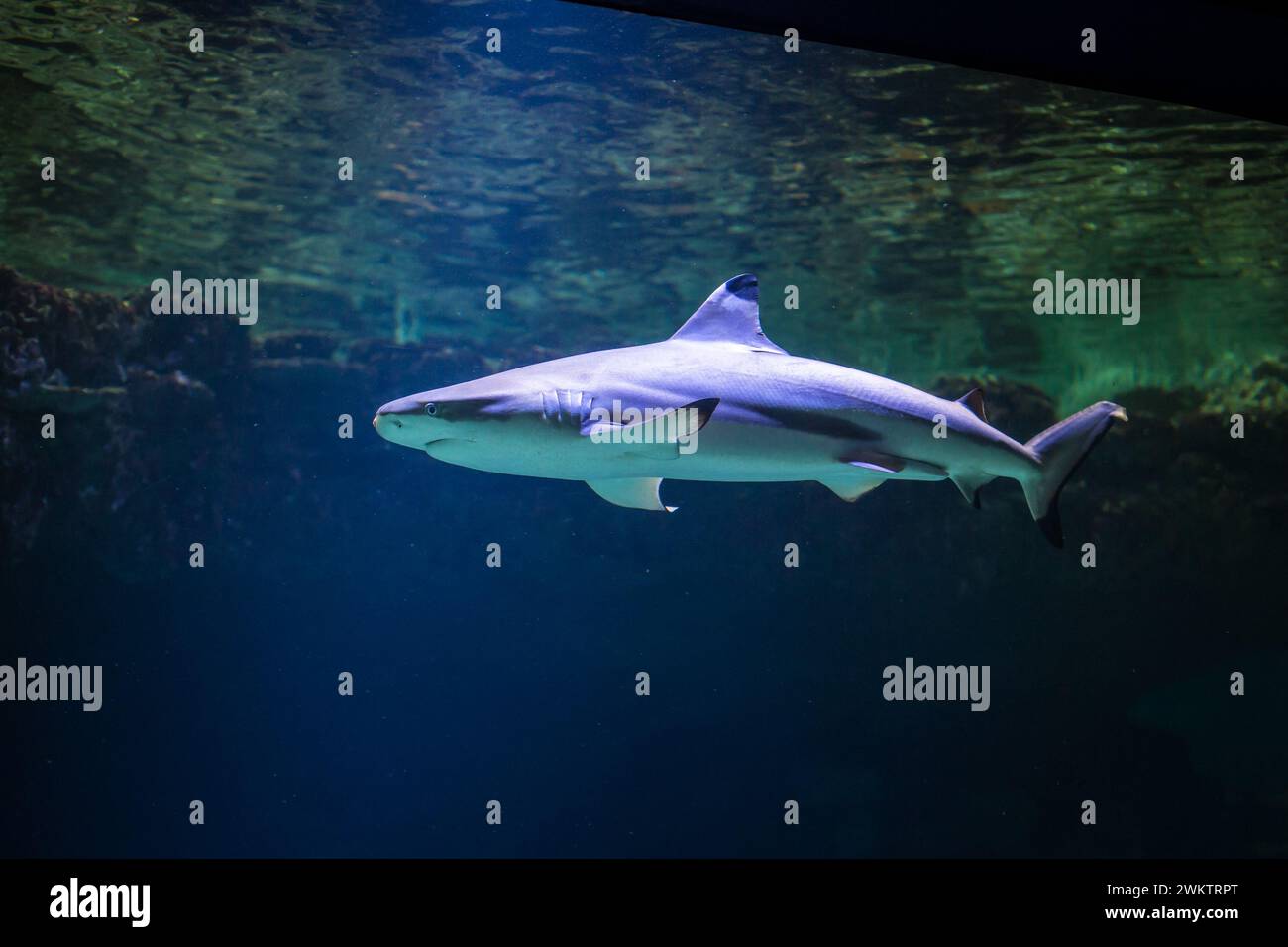 Blacktip Shark Reef (Carcharhinus melanopterus) Foto Stock