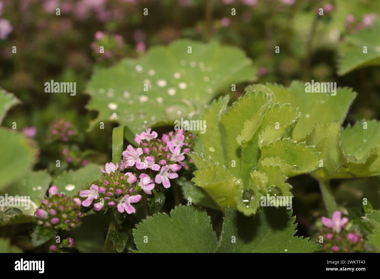 Pflanzen im Garten Foto Stock