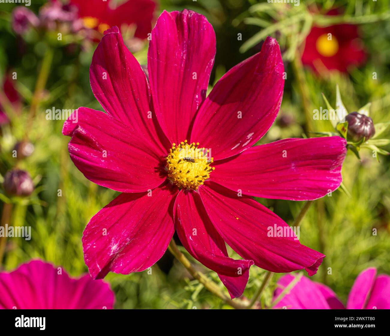 COSMOS bipinnatus "Dazzler" cresce in un giardino del Regno Unito. Foto Stock