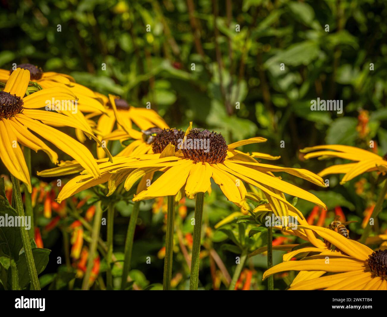 Fiori gialli di Rudbeckia Goldsturm che crescono in un giardino del Regno Unito Foto Stock