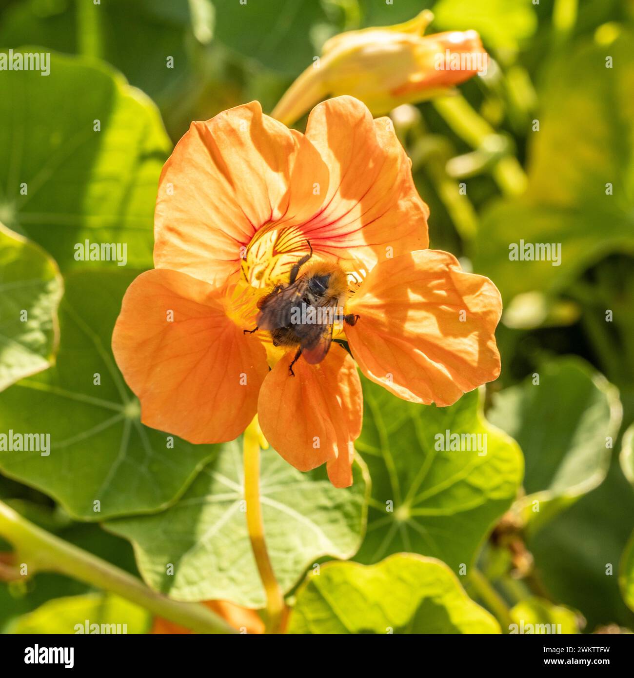 Impollinazione di un fiore di Nasturzio in un giardino del Regno Unito, Foto Stock
