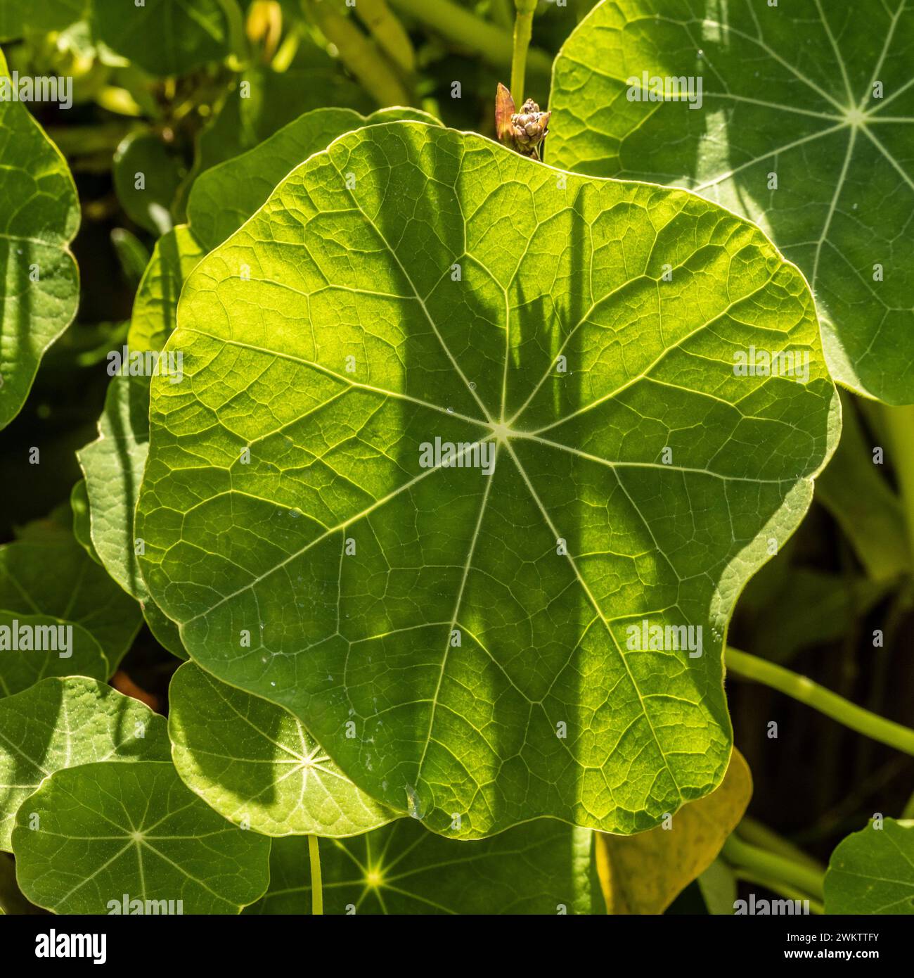 Foglia a forma di Peltate di un Nasturtium che cresce nella luce solare soffusa di un giardino britannico. Foto Stock