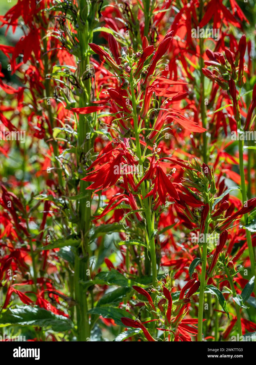 Fiori di cardinale rosso che crescono in un giardino del Regno Unito. Foto Stock
