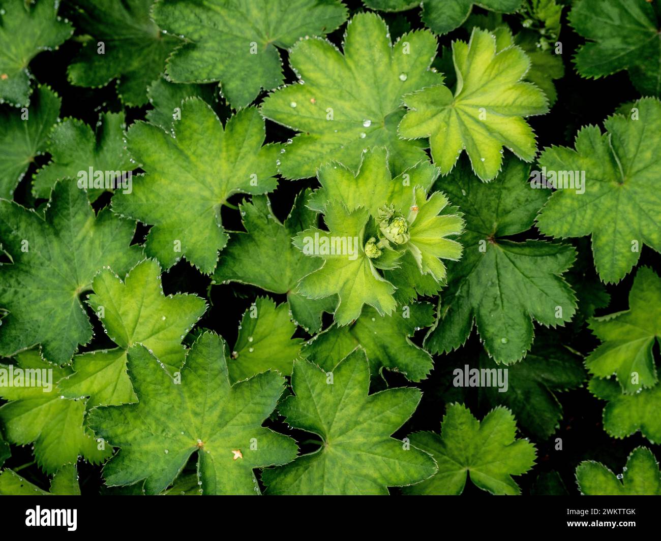 Goccioline d'acqua simili a diamanti sulle foglie a ventaglio di Alchemilla Mollis che crescono in un giardino Foto Stock