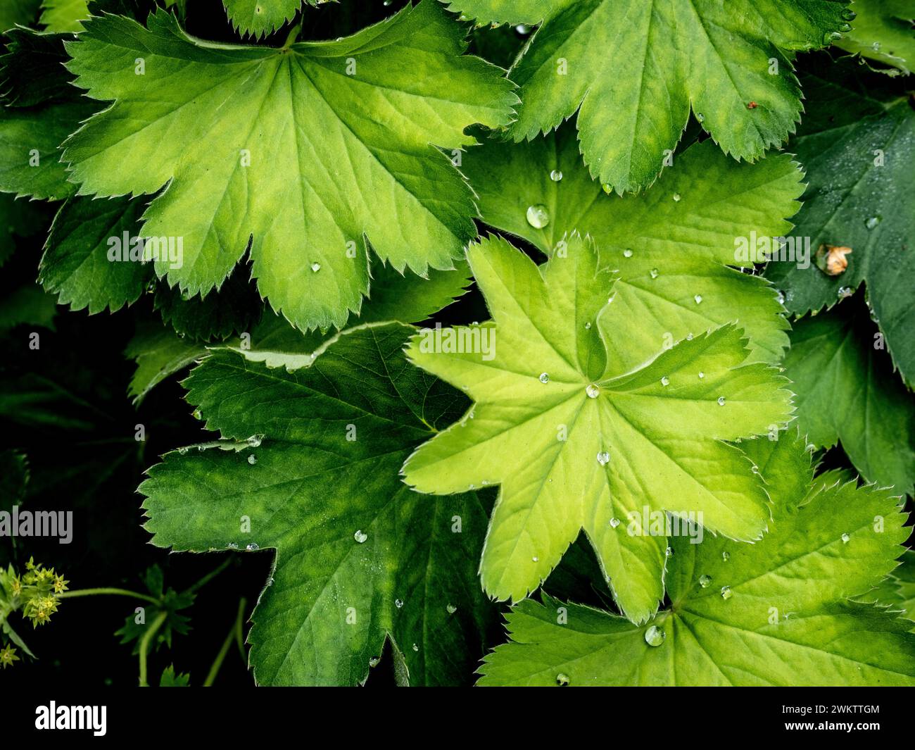 Goccioline d'acqua simili a diamanti sulle foglie a ventaglio di Alchemilla Mollis. Foto Stock
