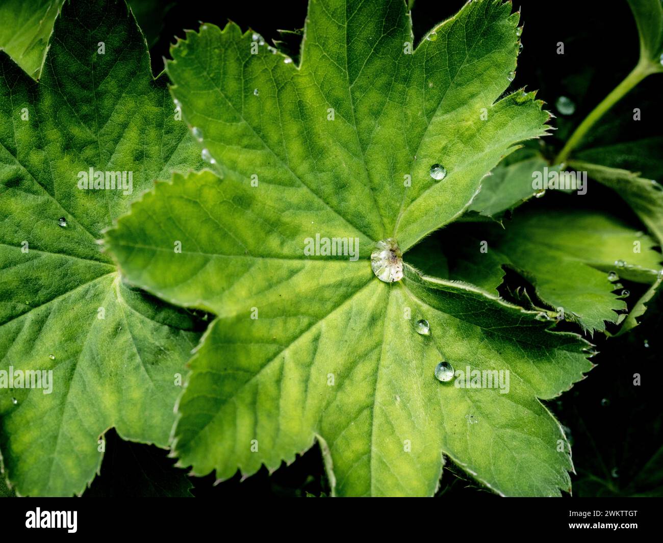 Goccioline d'acqua simili a diamanti sulle foglie a ventaglio di Alchemilla Mollis che crescono in un giardino del Regno Unito Foto Stock