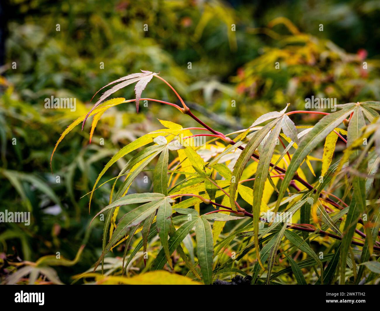 Primo piano delle foglie verdi dell'acero giapponese, Koto No Ito, che iniziano a diventare gialle in autunno Foto Stock