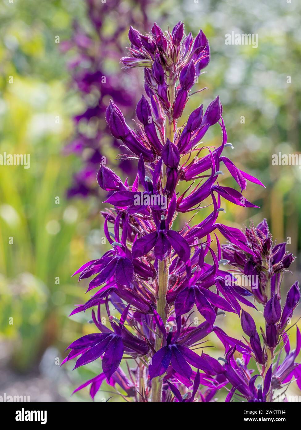 Primo piano di fiori cardinali viola in fiore Foto Stock