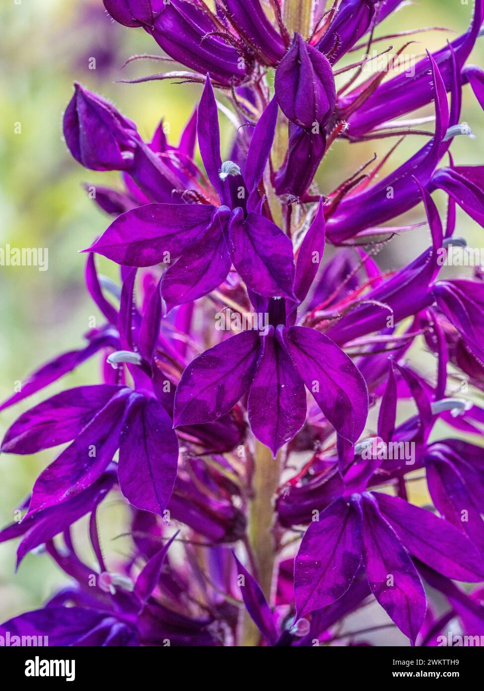 Primo piano di fiori cardinali viola in fiore Foto Stock