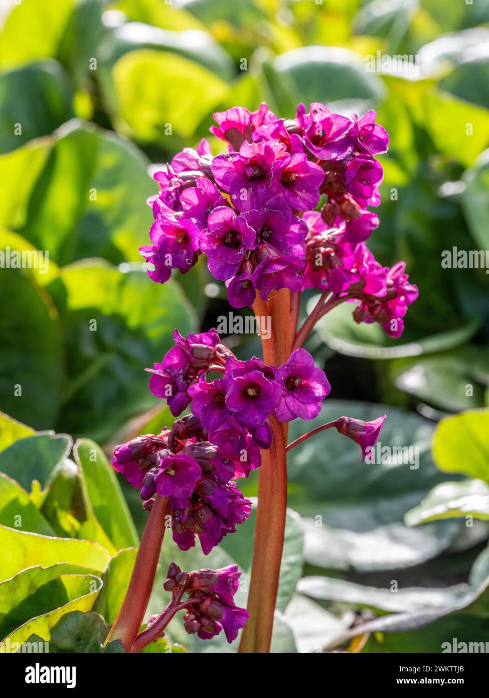 Fiori magenta di Bergenia cordifolia Purpurea che crescono in un giardino del Regno Unito. Foto Stock