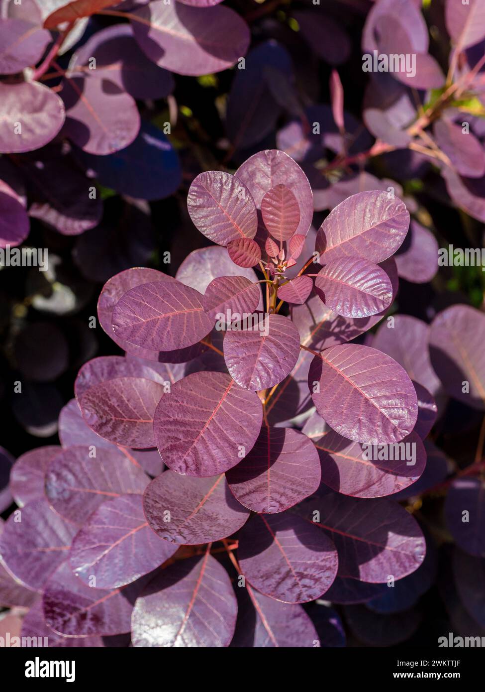 Primo piano di foglie arrotondate di rosso scuro di Cotinus coggygria "Royal Purple" Foto Stock