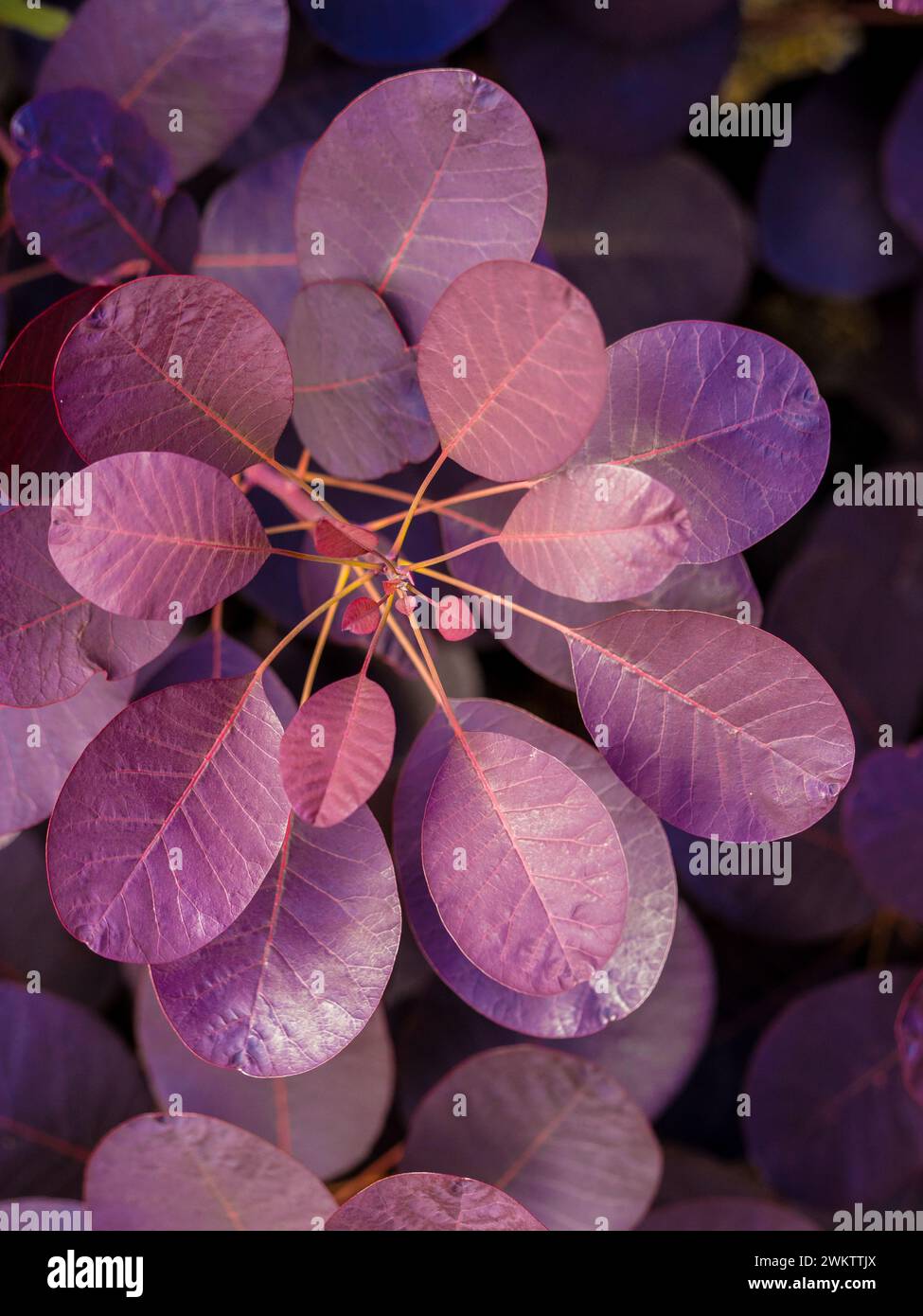 Primo piano di foglie arrotondate di rosso scuro di Cotinus coggygria "Royal Purple" Foto Stock