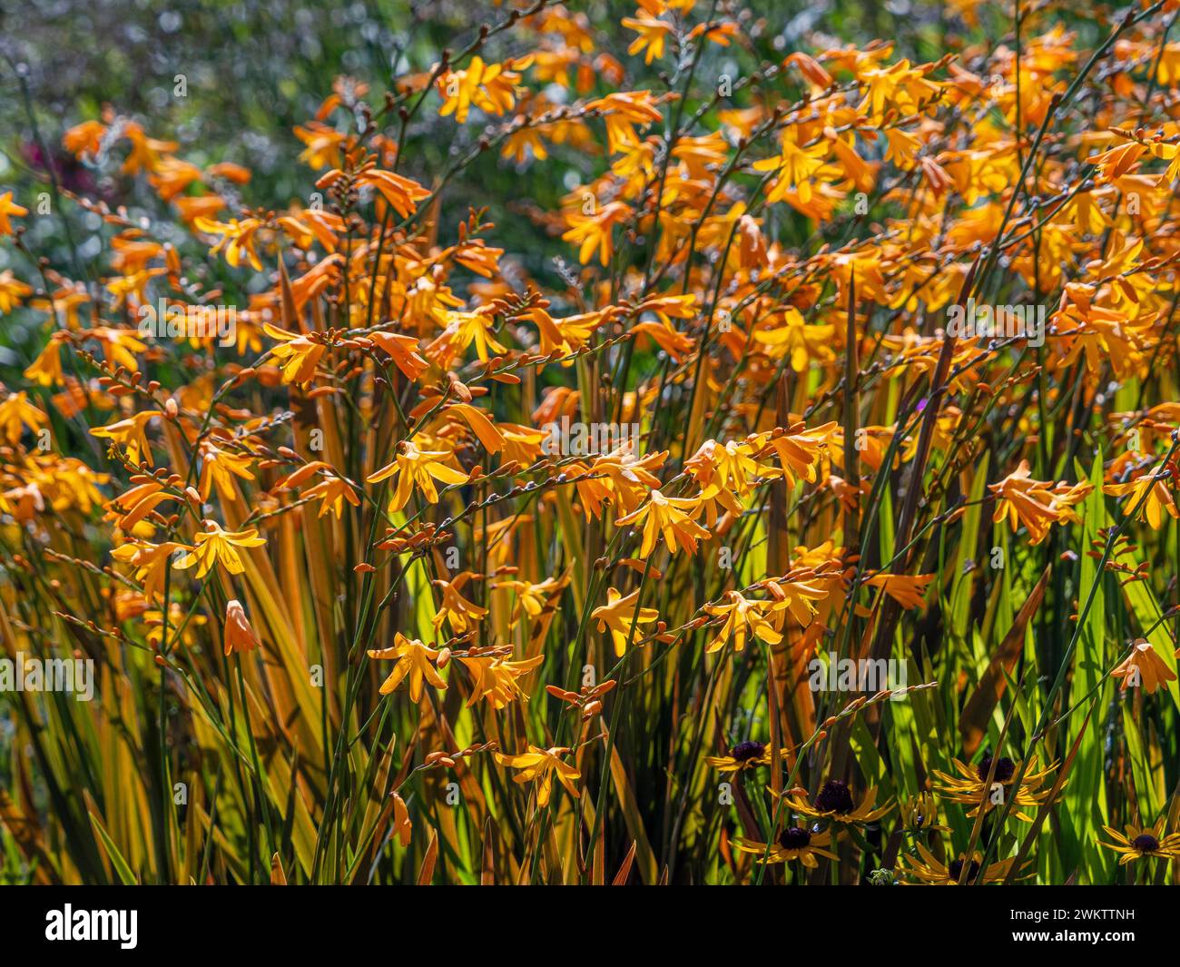 Fiori gialli di crocosmia che crescono in un giardino. Foto Stock