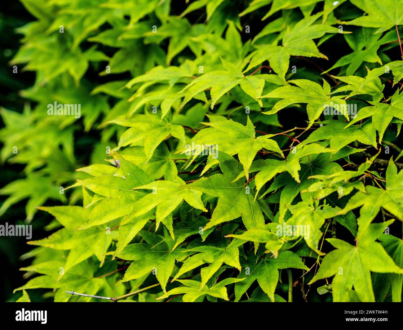 Primo piano delle foglie verdi di un acero giapponese in estate. Foto Stock