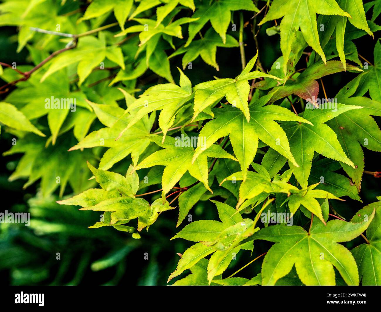 Primo piano delle foglie verdi di un acero giapponese in estate. Foto Stock