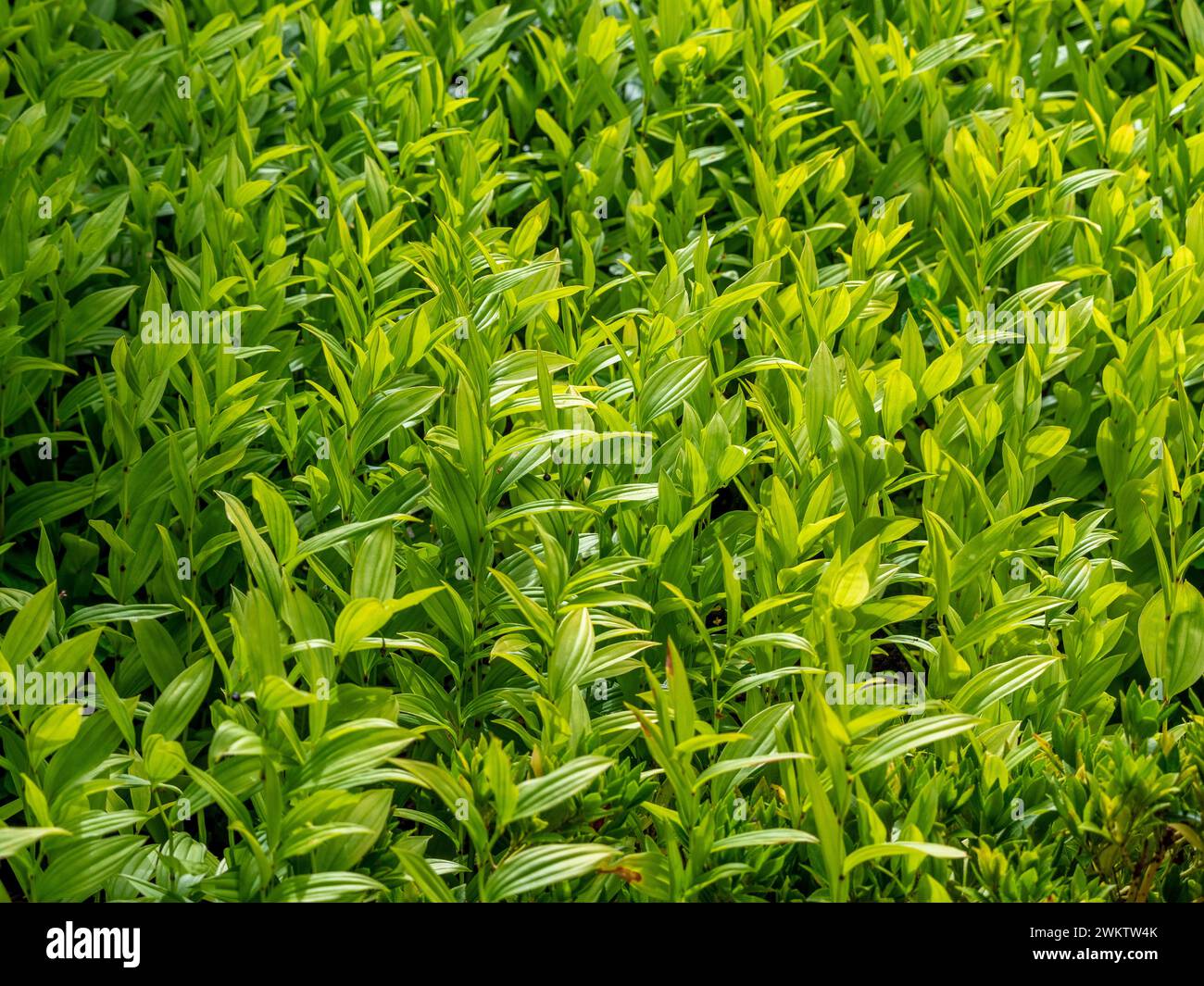 Lussureggianti foglie verdi di Disporum viridescens (nome comune campane delle fate asiatiche) che crescono in un giardino. Foto Stock