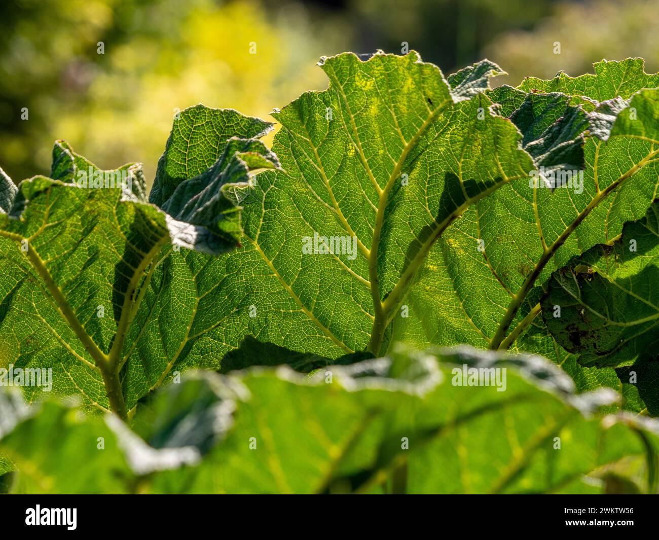 Primo piano delle foglie retroilluminate di Gunnera x cryptica, una pianta ora vietata dai British Gardens. Foto Stock