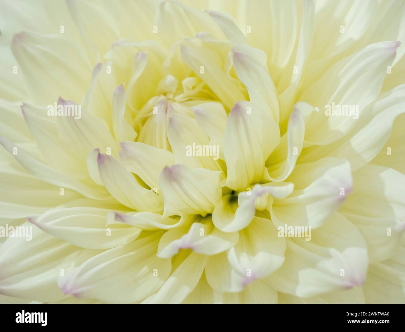 Primo piano del centro di una dahlia con petali bianchi con punte viola pallido. Foto Stock