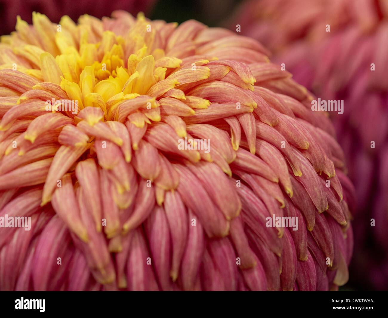 Primo piano di un grande spettacolo di crisantemo con petali centrali gialli che diventano pesca, poi rosa allo spettacolo dei fiori di Harrogate. REGNO UNITO Foto Stock
