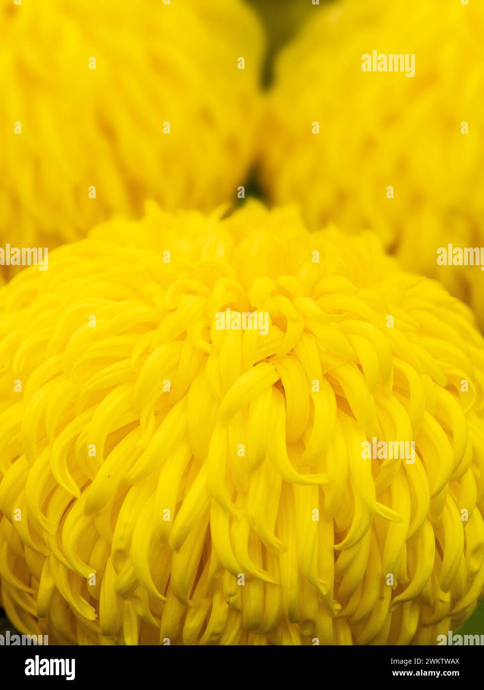 Primo piano di un grande crisantemo giallo con petali riflessi in mostra all'Harrogate Flower Show, North Yorkshire. REGNO UNITO Foto Stock