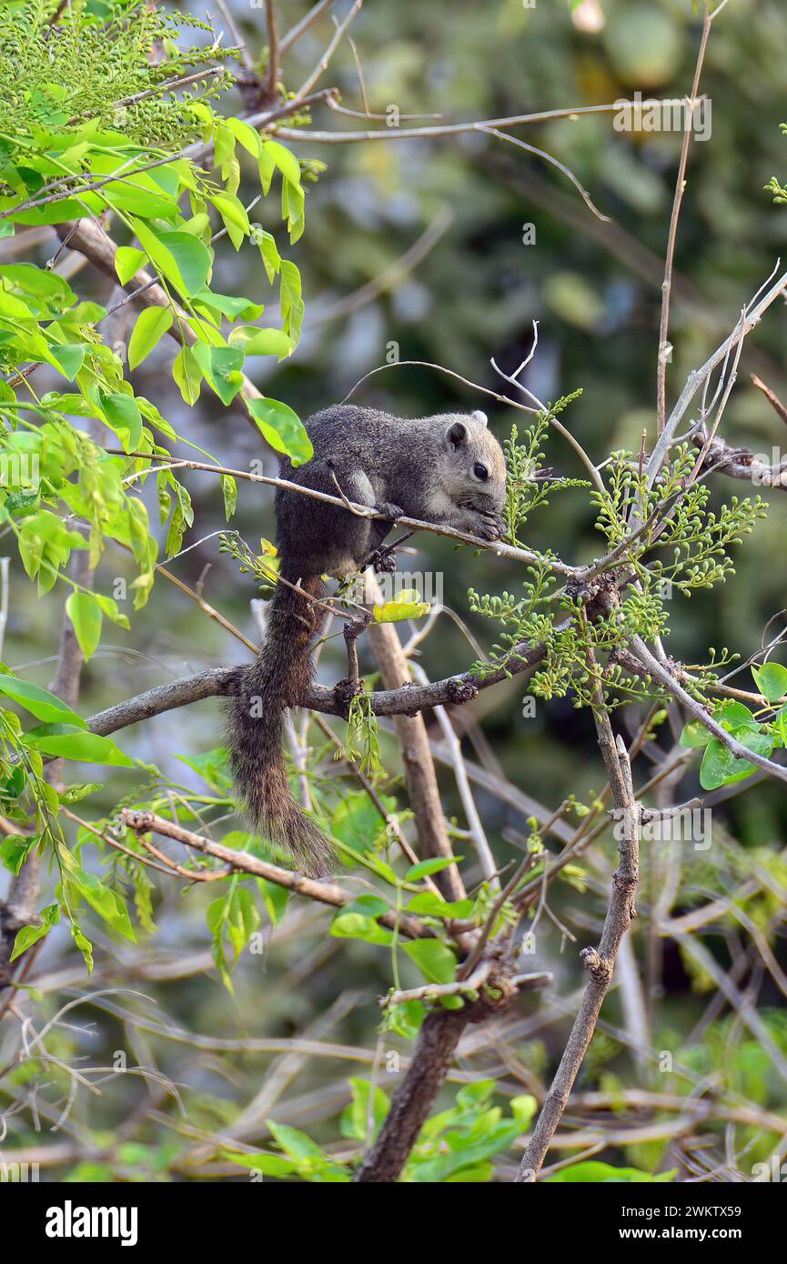 Scoiattolo di Finlayson, scoiattolo variabile, Finlayson-Hörnchen, Écureuil de Finlayson, Callosciurus finlaysonii, mókus, Thailandia, Sud-est asiatico Foto Stock