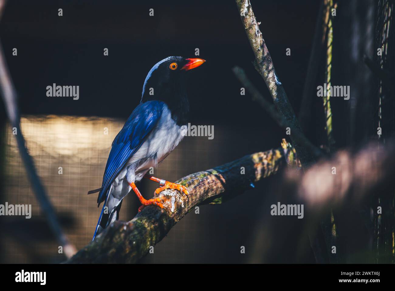 Magpie blu (Urocissa erythroryncha) Foto Stock