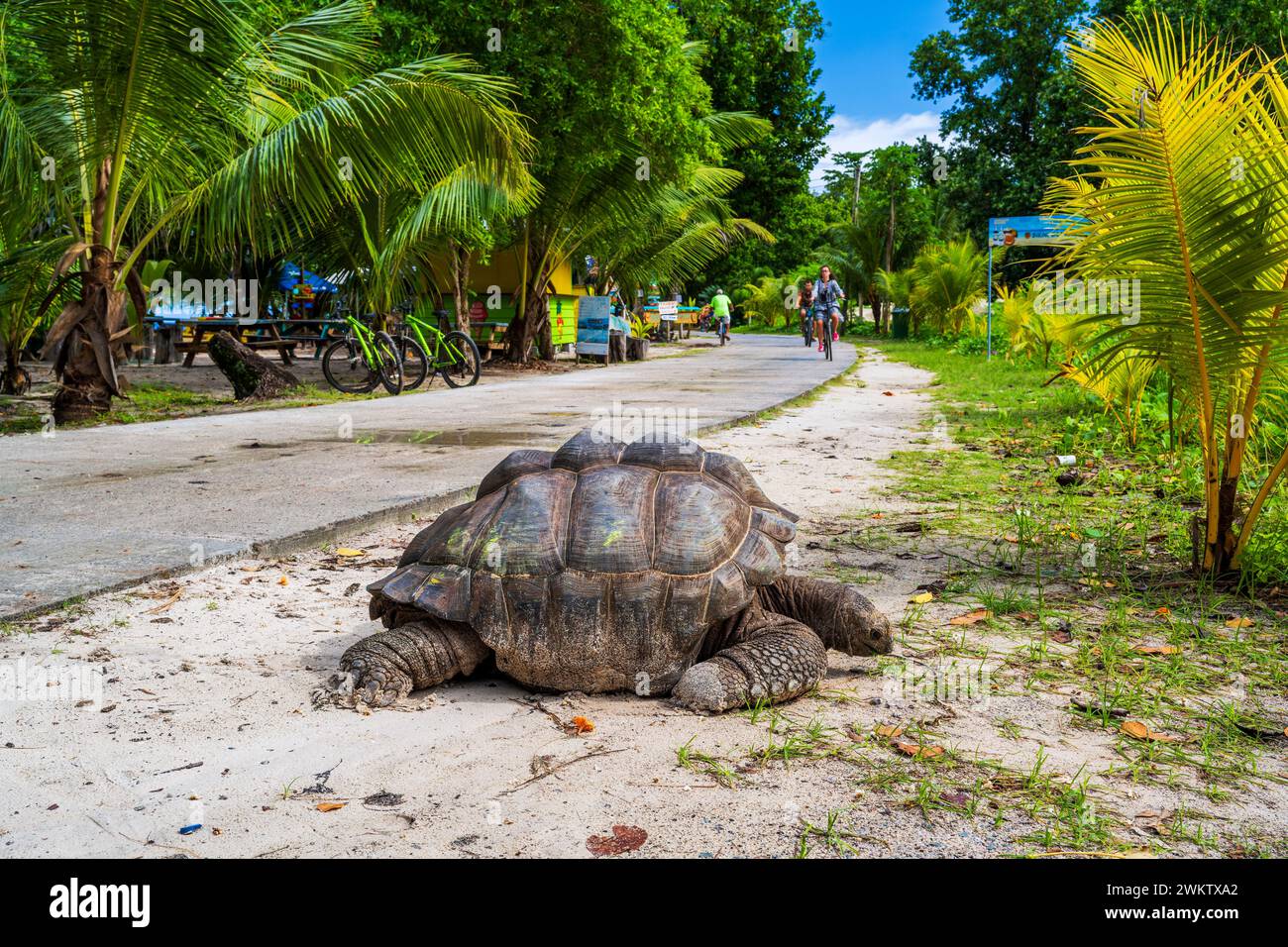 Tartaruga gigante delle Seychelles (Aldabrachelys gigantea hololissa), la Digue, Seychelles Foto Stock