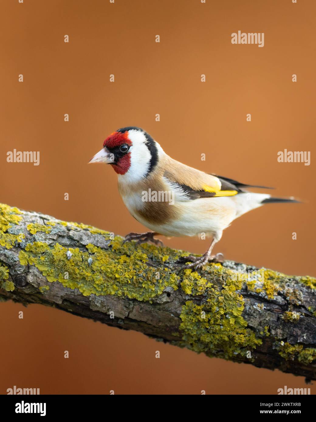 Bird Goldfinch Carduelis carduelis , piccolo e sorprendente uccello, primavera in Polonia Europa Foto Stock