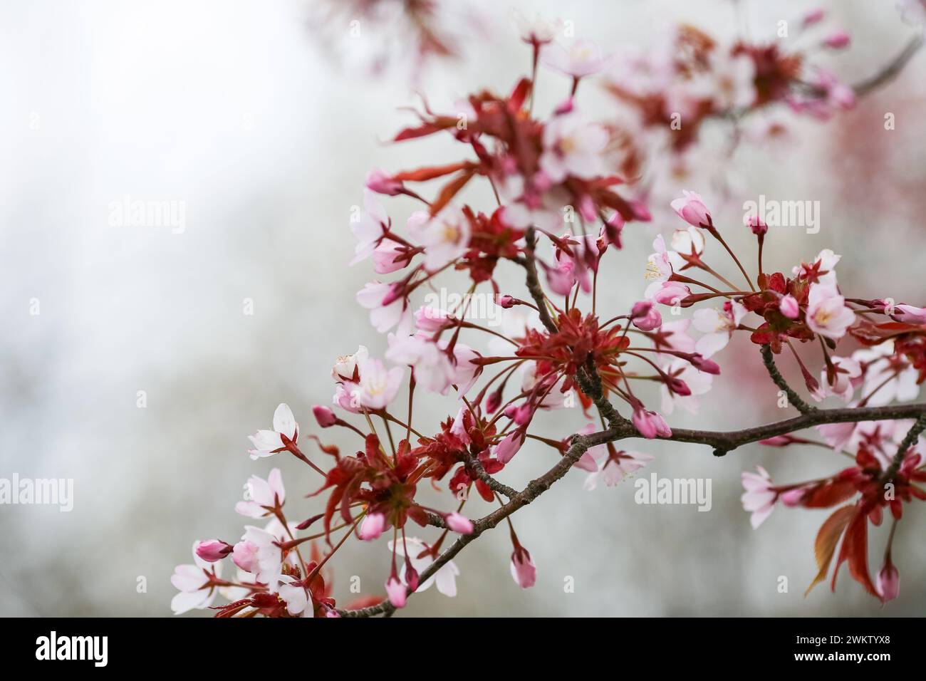 Prunus nipponica, chiamato anche ciliegio alpino giapponese, è un arbusto che ha origine dalle isole di Hokkaido e Honshu, in Giappone. Foto Stock