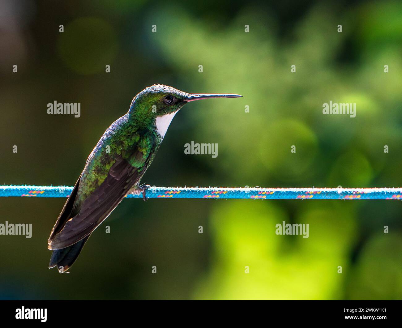 Un colibrì arroccato sulla clothesline e sfondo sfocato Foto Stock