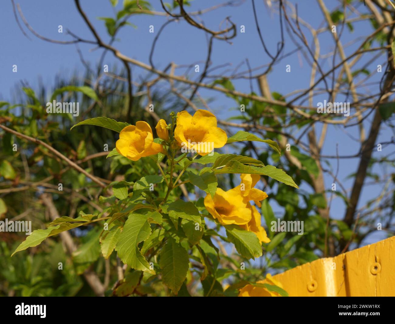 tecoma stans, fiori di campane gialle nelle isole dei caraibi Foto Stock