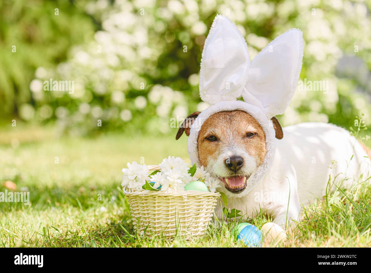 Simpatico cane con orecchie di coniglio pasquale, uova di Pasqua tinte in erba e fiori bianchi nel cestino Foto Stock