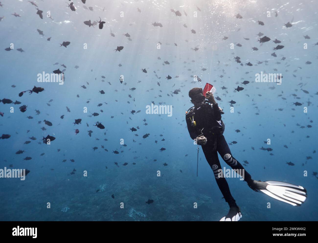 Le immersioni subacquee sono sottoposte a una sosta di sicurezza presso la barriera corallina 5M, Nusa Lembongan, Bali, Indonesia Foto Stock