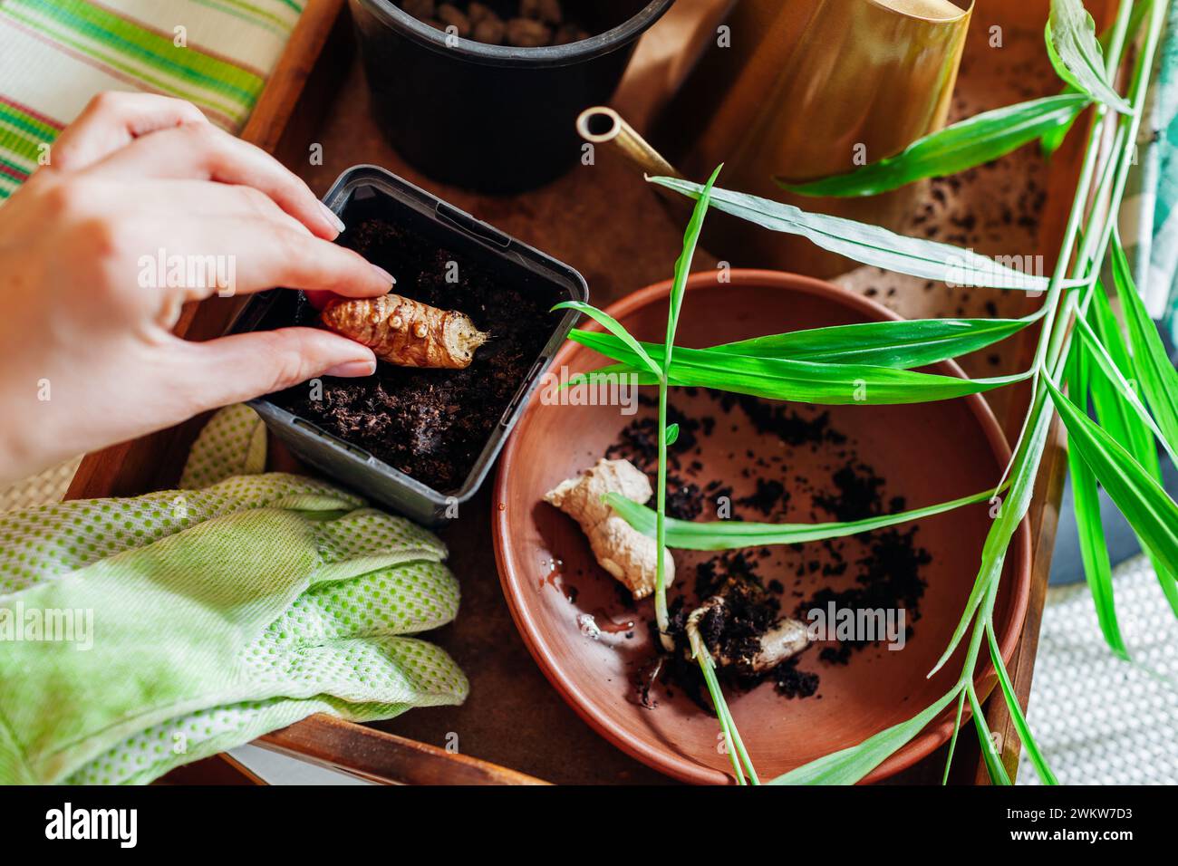 Zenzero che cresce a casa. Piantare la radice di zenzero con boccioli di brugola in vaso con terreno. Coltivare cibo biologico sano. Giardinaggio Foto Stock